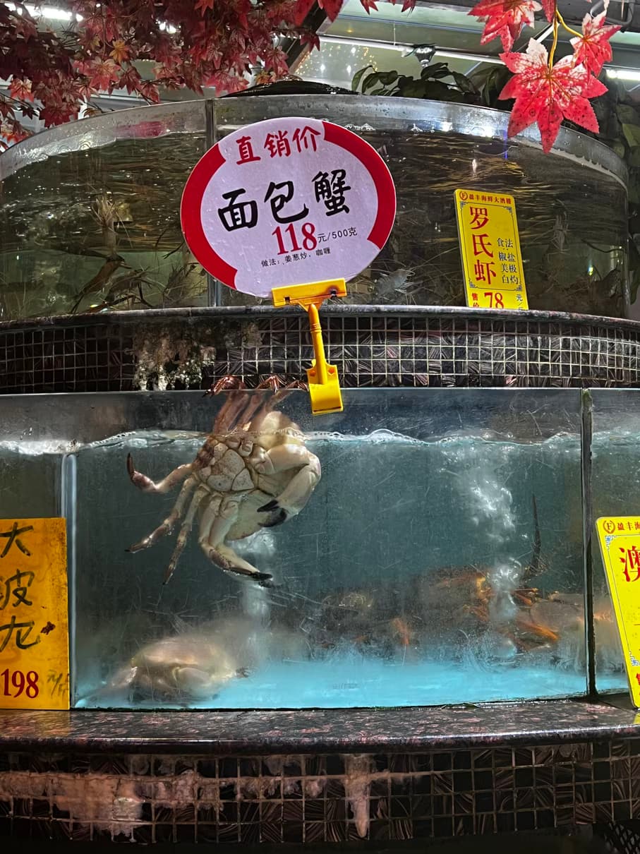 Crab escaping from a tank